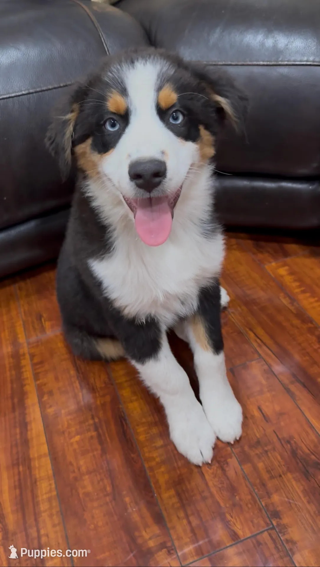 Watch Eyes, a male Australian Shepherd for sale in Los Angeles, CA – Photo 1 of 8
