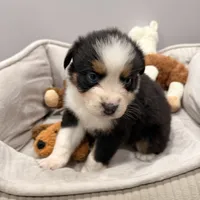 Watch Eyes, a male Australian Shepherd for sale in Los Angeles, CA – Photo 5 of 7