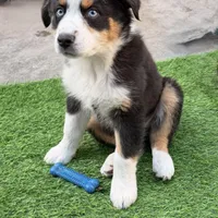Watch Eyes, a male Australian Shepherd for sale in Los Angeles, CA – Photo 1 of 7