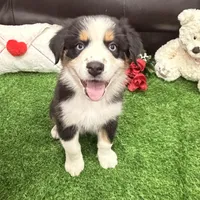 Watch Eyes, a male Australian Shepherd for sale in Los Angeles, CA – Photo 2 of 7