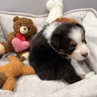 Watch Eyes, a male Australian Shepherd for sale in Los Angeles, CA – Photo 7 of 7