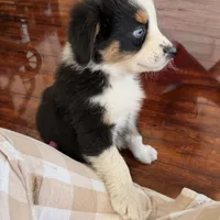 Watch Eyes, a male Australian Shepherd for sale in Los Angeles, CA – Photo 3 of 7