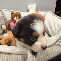 Watch Eyes, a male Australian Shepherd for sale in Los Angeles, CA – Photo 6 of 7