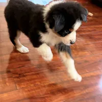 Watch Eyes, a male Australian Shepherd for sale in Los Angeles, CA – Photo 4 of 7