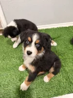 Billy, a male Australian Shepherd for sale in Los Angeles, CA – Photo 1 of 3