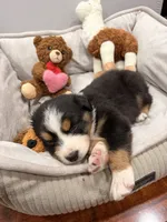 Billy, a male Australian Shepherd for sale in Los Angeles, CA – Photo 3 of 3