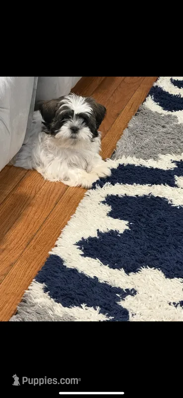 Lily – Shih Tzu puppy for sale in Jersey City, NJ