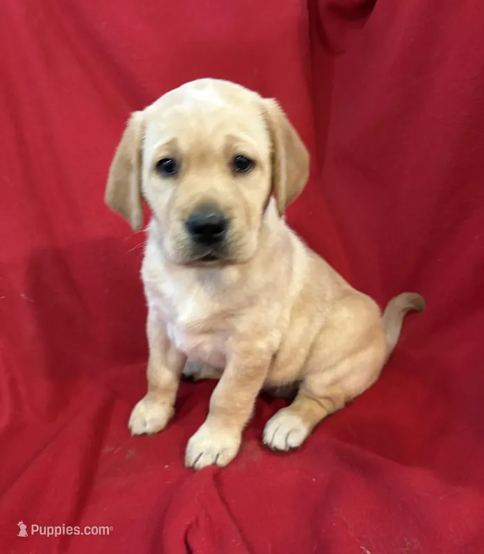 Yellow Female, a female Labrador Retriever for sale in Des Moines, IA – Photo 1 of 1