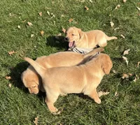 Female 2, a female Labrador Retriever for sale in Des Moines, IA – 2 of 3