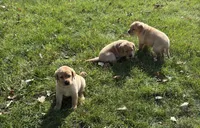 Female 2, a female Labrador Retriever for sale in Des Moines, IA – 3 of 3
