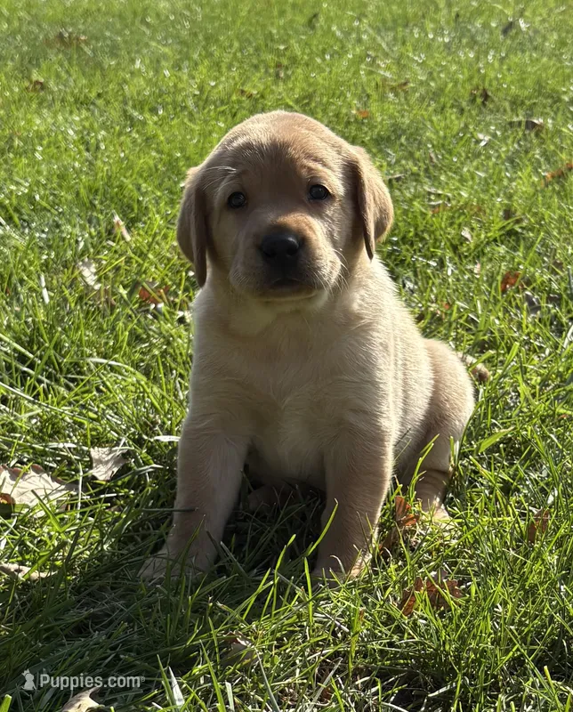 Female – Labrador Retriever puppy for sale in Des Moines, IA