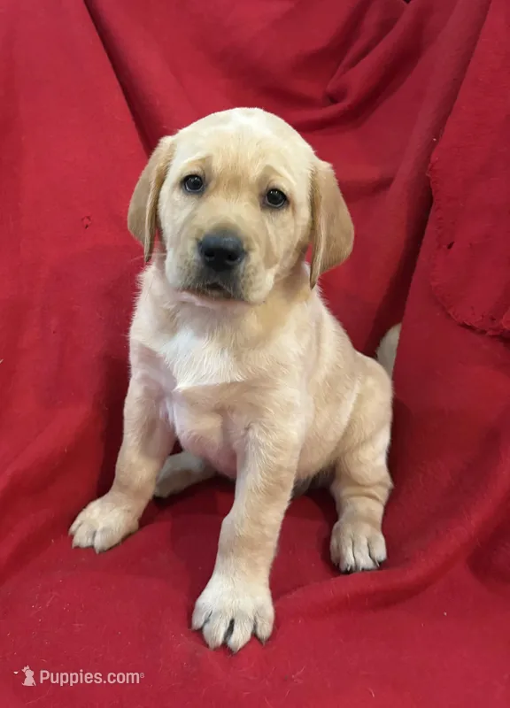 Yellow Male – Labrador Retriever puppy for sale in Des Moines, IA