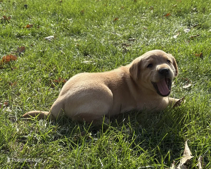 Male – Labrador Retriever puppy for sale in Des Moines, IA