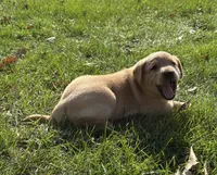 Male, a male Labrador Retriever for sale in Des Moines, IA – 1 of 3