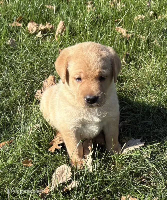 Female 2 – Labrador Retriever puppy for sale in Des Moines, IA