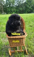 Yellow Collar, a male German Shepherd Dog for sale in Brownsboro, TX – 2 of 9