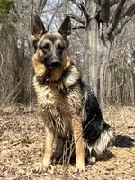 Yellow Collar, a male German Shepherd Dog for sale in Brownsboro, TX – 6 of 9