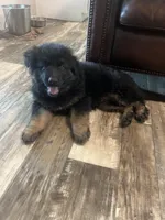 Yellow Collar, a male German Shepherd Dog for sale in Brownsboro, TX – 4 of 9