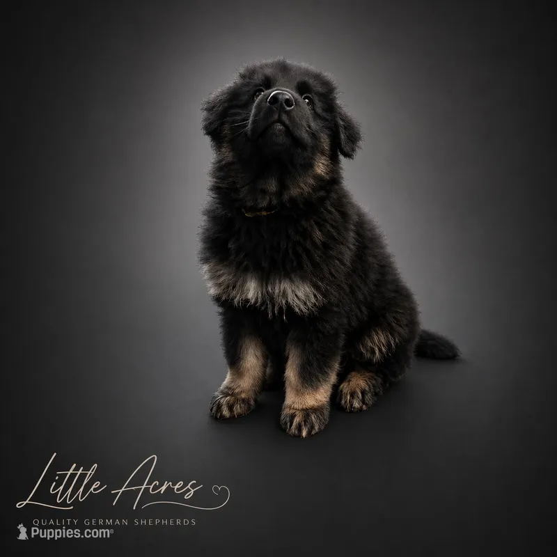 Yellow Collar – German Shepherd Dog puppy for sale in Brownsboro, TX