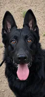 Brown Collar, a male German Shepherd Dog for sale in Brownsboro, TX – 5 of 7
