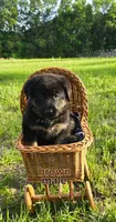 Brown Collar, a male German Shepherd Dog for sale in Brownsboro, TX – 3 of 7