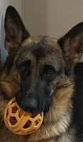 Brown Collar, a male German Shepherd Dog for sale in Brownsboro, TX – 7 of 7