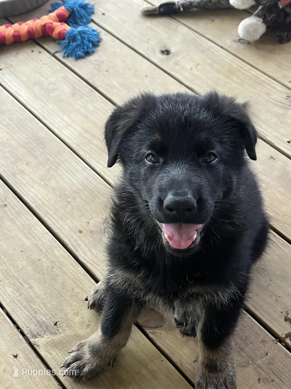 Brown Collar – German Shepherd Dog puppy for sale in Brownsboro, TX
