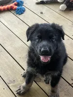 Brown Collar, a male German Shepherd Dog for sale in Brownsboro, TX – 1 of 7