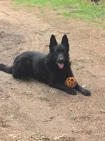 Brown Collar, a male German Shepherd Dog for sale in Brownsboro, TX – 4 of 7