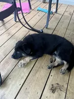 Brown Collar, a male German Shepherd Dog for sale in Brownsboro, TX – 2 of 7