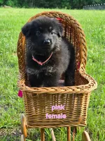 Pink Collar, a male German Shepherd Dog for sale in Brownsboro, TX – 5 of 7
