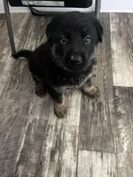 Pink Collar, a male German Shepherd Dog for sale in Brownsboro, TX – 3 of 7