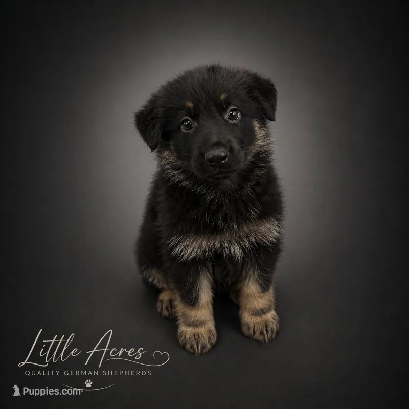 Pink Collar – German Shepherd Dog puppy for sale in Brownsboro, TX