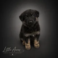 Pink Collar, a male German Shepherd Dog for sale in Brownsboro, TX – 1 of 7