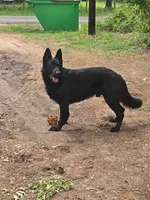 No Collar , a male German Shepherd Dog for sale in Brownsboro, TX – 4 of 5