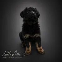 No Collar , a male German Shepherd Dog for sale in Brownsboro, TX – 5 of 5