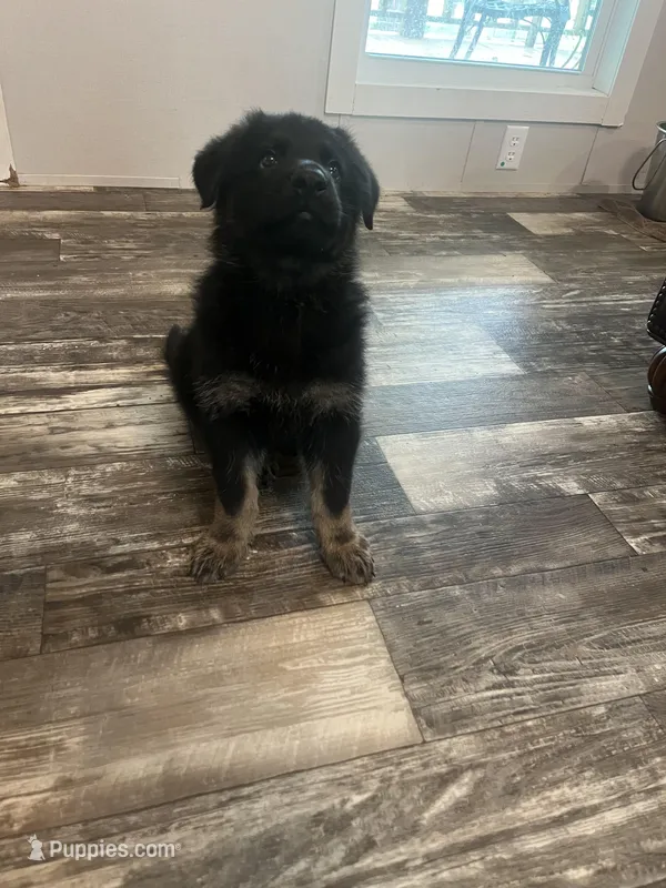 No Collar  – German Shepherd Dog puppy for sale in Brownsboro, TX