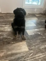 No Collar , a male German Shepherd Dog for sale in Brownsboro, TX – 1 of 5