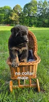 No Collar , a male German Shepherd Dog for sale in Brownsboro, TX – 2 of 5