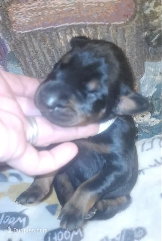 White Collar Female – Doberman Pinscher puppy for sale in Dallas, TX