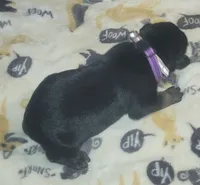 PLUM Collar (Black) Female , a female Doberman Pinscher for sale in Dallas, TX – 5 of 7