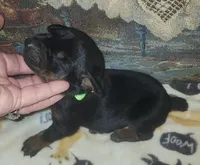 Lime Green Collar Female, a female Doberman Pinscher for sale in Dallas, TX – 4 of 10