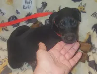 Red Collar Female, a female Doberman Pinscher for sale in Dallas, TX – 3 of 9