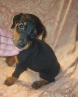 Green Collar Female, a female Doberman Pinscher for sale in Dallas, TX – 6 of 10