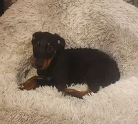 Black Female, a female Doberman Pinscher for sale in Dallas, TX – 5 of 9