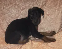 Black w Mahogany MALE, a male Doberman Pinscher for sale in Dallas, TX – 3 of 6