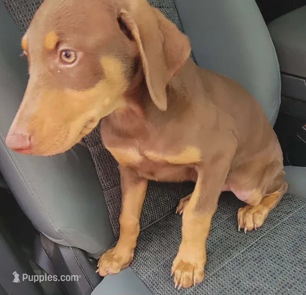 Red FEMALE  – Doberman Pinscher puppy for sale in Dallas, TX