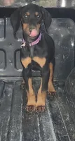 Black and Tan Female , a female Doberman Pinscher for sale in Dallas, TX – 2 of 5
