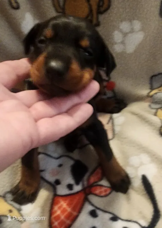 Green Collar Female – Doberman Pinscher puppy for sale in Dallas, TX