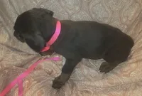 Pink Collar Female, a female Doberman Pinscher for sale in Dallas, TX – 2 of 10